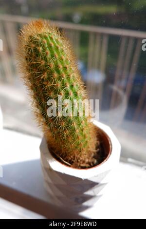 Vertikal wachsender kleiner Kaktus Indoor vor einem Fenster Mit Sonnenlicht an einem kleinen weißen Blumentopf Stockfoto