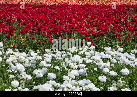 Reihen blühender Gartenbutterschalen in verschiedenen Farben auf einem landwirtschaftlichen Feld. Israel Stockfoto