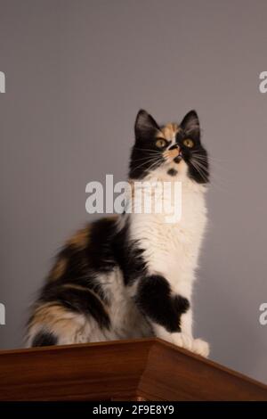 Süße Katze, Schildpatt und weiße Katze. Weibliche Lapjeskat. Calico Katze. Stockfoto