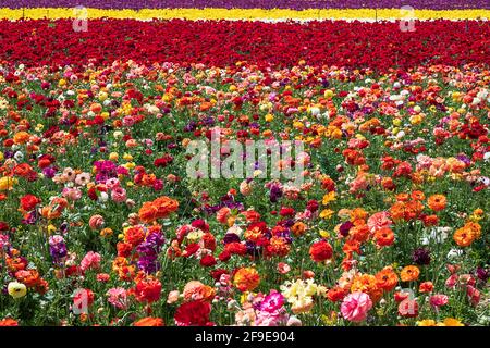 Reihen blühender Gartenbutterschalen in verschiedenen Farben auf einem landwirtschaftlichen Feld. Israel Stockfoto