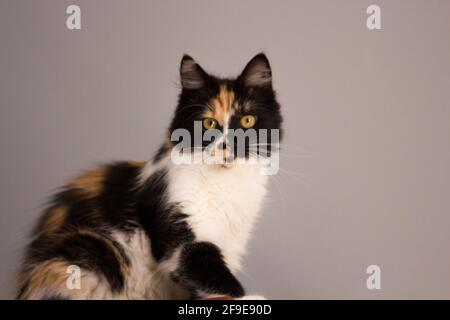 Süße Katze, Schildpatt und weiße Katze. Weibliche Lapjeskat. Calico Katze. Stockfoto