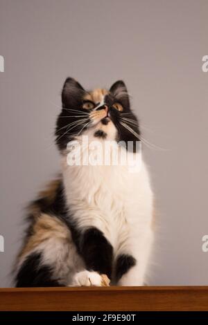 Süße Katze, Schildpatt und weiße Katze. Weibliche Lapjeskat. Calico Katze. Stockfoto