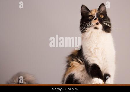 Süße Katze, Schildpatt und weiße Katze. Weibliche Lapjeskat. Calico Katze. Stockfoto