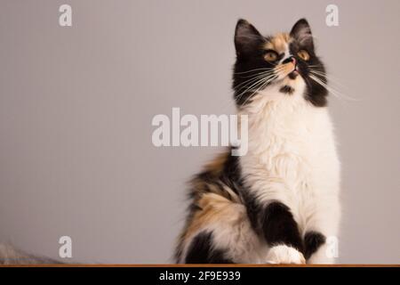 Süße Katze, Schildpatt und weiße Katze. Weibliche Lapjeskat. Calico Katze. Stockfoto