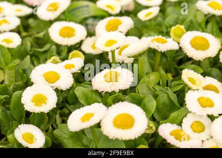 Ein blühendes Exemplar von Bellis Speedstar Plus White, das im April in einem Gartencenter ausgestellt wurde. England GB Stockfoto