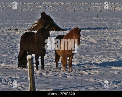 Zwei niedliche isländische Pferde mit schwarz-brauner Farbe stehen auf schneebedeckter Wiese von der Ringstraße (Route 1) in der Nähe von Vatnajökull in Island aus gesehen. Stockfoto