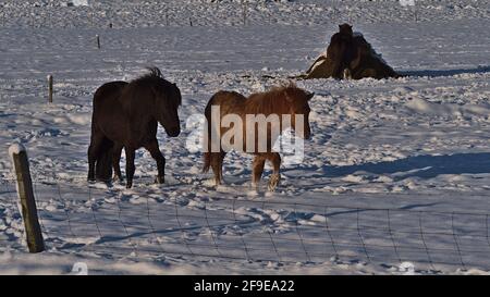 Zwei schöne isländische Pferde mit schwarzem und braunem Fell traben im Winter auf schneebedeckter Weide im Süden Islands in der Nähe des Vatnajökull Nationalparks. Stockfoto