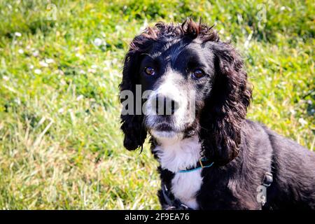 Schwarz-weißer Cocker-Spaniel-Hund Stockfoto