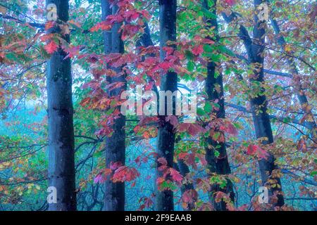 Malerische Landschaft aus herbstlichem Wald mit bunten Laubbäumen während Herbstsaison Stockfoto