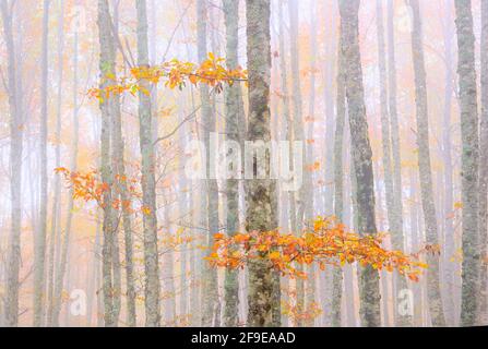 Malerische Landschaft aus herbstlichem Wald mit bunten Laubbäumen während Herbstsaison Stockfoto