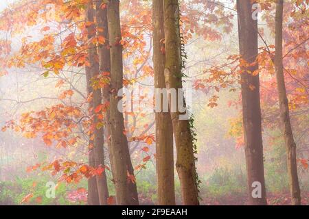 Malerische Landschaft aus herbstlichem Wald mit bunten Laubbäumen während Herbstsaison Stockfoto