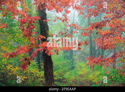 Malerische Landschaft aus herbstlichem Wald mit bunten Laubbäumen während Herbstsaison Stockfoto