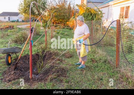 Pflanzen und Bewässern von gepflanzten Setzlingen im Feld Stockfoto