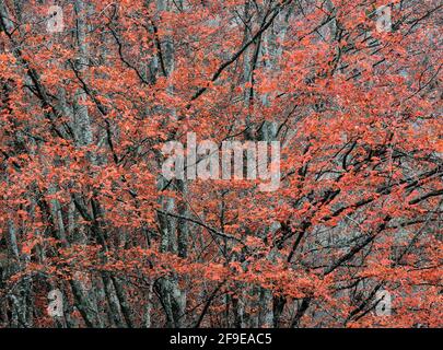 Malerische Landschaft aus herbstlichem Wald mit bunten Laubbäumen während Herbstsaison Stockfoto