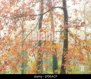 Malerische Landschaft aus herbstlichem Wald mit bunten Laubbäumen während Herbstsaison Stockfoto