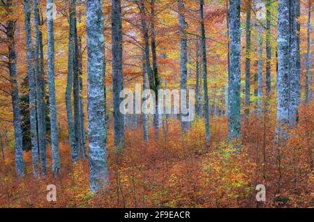 Malerische Landschaft aus herbstlichem Wald mit bunten Laubbäumen während Herbstsaison Stockfoto