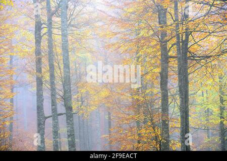 Malerische Landschaft aus herbstlichem Wald mit bunten Laubbäumen während Herbstsaison Stockfoto