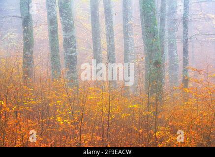 Malerische Landschaft aus herbstlichem Wald mit bunten Laubbäumen während Herbstsaison Stockfoto