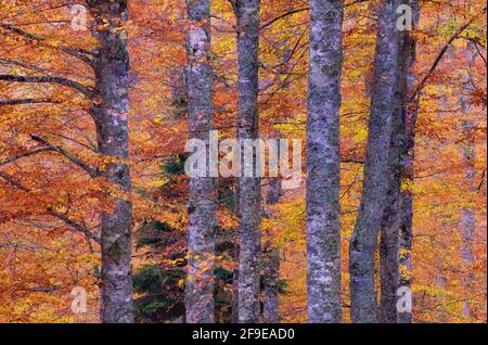 Malerische Landschaft aus herbstlichem Wald mit bunten Laubbäumen während Herbstsaison Stockfoto