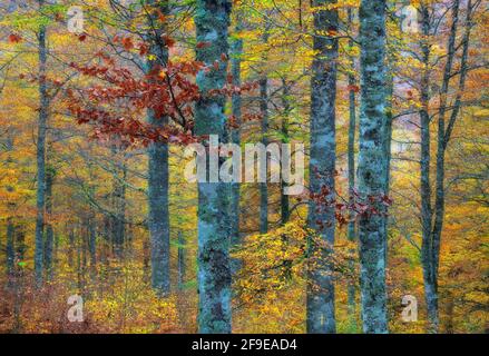 Malerische Landschaft aus herbstlichem Wald mit bunten Laubbäumen während Herbstsaison Stockfoto