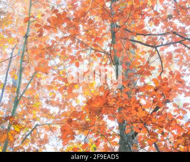 Von unten von hoher Eiche mit bunten Blättern wachsen In den Wäldern im Herbst Stockfoto