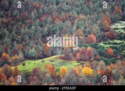 Drone Blick auf die malerische Landschaft von Bäumen mit bunten Laub Wächst im Herbst im Wald Stockfoto