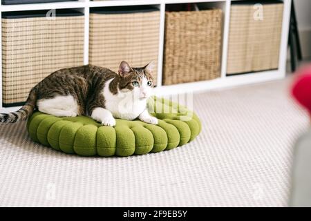 Entzückende Katze mit braunem und weißem Fell auf dem Haufen Von verschiedenen Teppichen, während Sie im Haus wegschauen Stockfoto