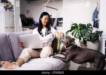 Fröhliche ethnische Frau mit Netbook, die auf der Couch sitzt und streichelte American Staffordshire Terrier im Wohnzimmer Stockfoto