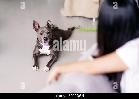 Von oben Seitenansicht der Ernte unkenntlich Weibchen gegen reinrassig Hund mit Zunge draußen auf dem Boden im Haus liegen Stockfoto