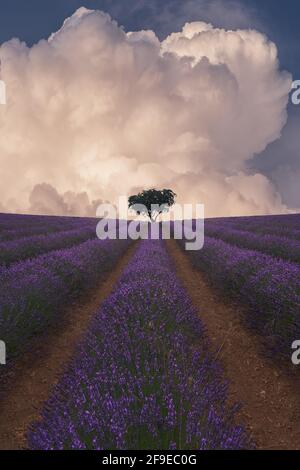 Spektakuläre Landschaft von einsamen grünen Baum wächst in lila Blüte Lavendelfeld auf dem Hintergrund des blauen Himmels mit flauschigen Wolken Stockfoto