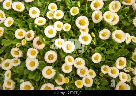 Ein blühendes Exemplar von Bellis Speedstar Plus White, das im April in einem Gartencenter ausgestellt wurde. England GB Stockfoto