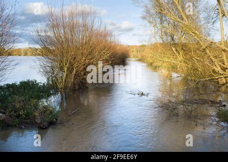 Überfließender, geschwollener Fluss mit Überflutung in angrenzenden Feldern. Buckinghamshire, Großbritannien Stockfoto