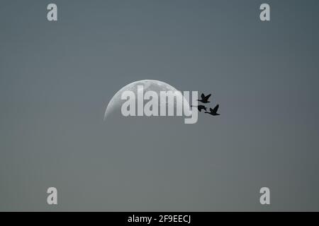 Gänse fliegen gegen den Mond Stockfoto