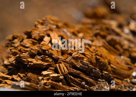 Ein Hintergrundbild einer Nahaufnahme der organischen Textur eines zersetzenden Holzes oder Holzes. Stockfoto