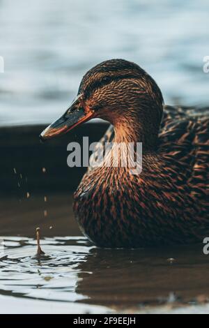 Porträt einer Ente im Wasser mit Tröpfchen Wasser fällt vom Schnabel herunter Stockfoto