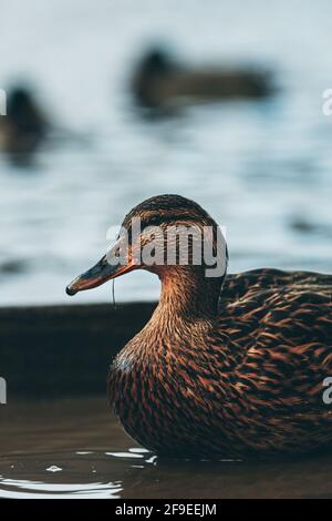 Porträt einer Ente im Wasser mit Tröpfchen Wasser fällt vom Schnabel herunter Stockfoto