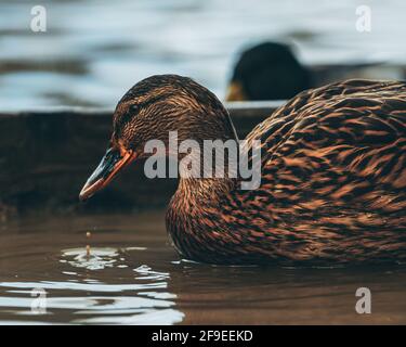 Porträt einer Ente im Wasser mit Tröpfchen Wasser fällt vom Schnabel herunter Stockfoto