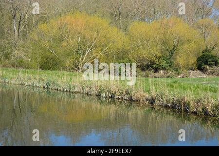 Fantastische spektakuläre natürliche Aquarell-Landschaft mit gelben Blättern Bäume, der Fluss Wasser Spiegel Reflexion Malerei hohe Auflösung, Stock Foto Stockfoto