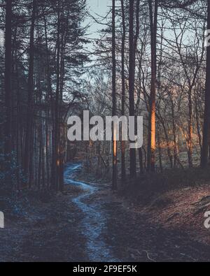 Schlammiger Waldweg, der durch den Wald führt Stockfoto