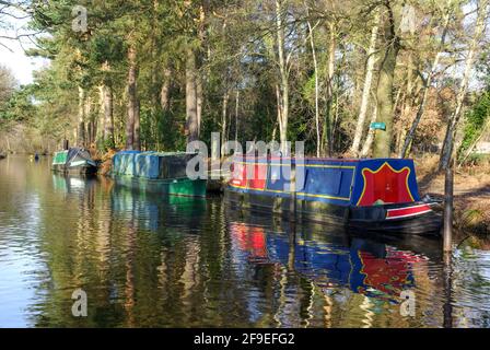 Schmale Boote, die am Basingstoke Canal in der Nähe des Basingstoke Canal Centre in Mytchett, Surrey, Großbritannien, ankern Stockfoto