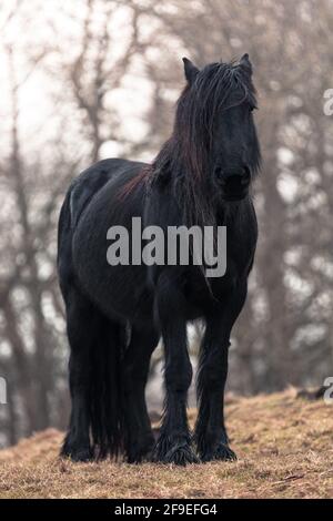 Nahaufnahme eines Pferdes auf einem Feld Stockfoto