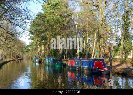 Schmale Boote vertäuten auf dem Basingstoke Canal in der Nähe des Zentrums in Mytchett, Surrey, Großbritannien Stockfoto