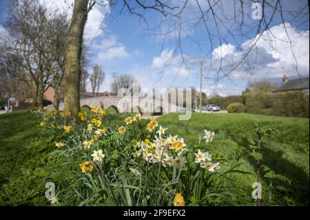 Eine Nahaufnahme von Lent Lily und paperwhite Blumen, die einblühen Der malerische Park Stockfoto