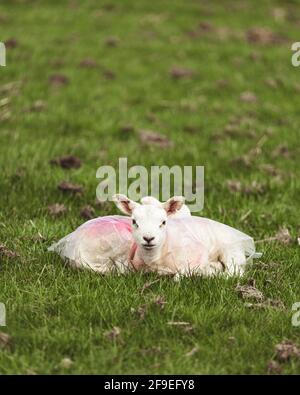 Zwei Lämmer auf einem Feld, die die Sonne genießen Stockfoto