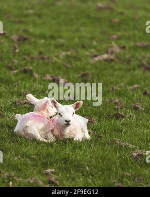 Zwei Lämmer auf einem Feld, die die Sonne genießen Stockfoto