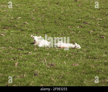 Zwei Lämmer auf einem Feld, die die Sonne genießen Stockfoto