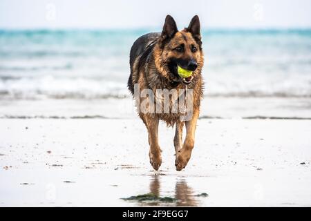 Ein selektiver Fokus eines deutschen Schäfers, der auf einem läuft Sandstrand Stockfoto