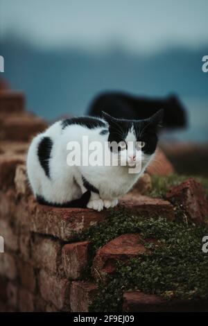 Eine entzückende weiße Katze mit schwarzen Flecken ruht auf Die Backsteinmauer Stockfoto