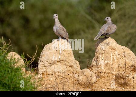 Halsbandtaube (Streptopelia decaocto), fotografiert im September in Israel Stockfoto