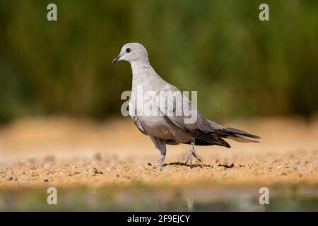 Halsbandtaube (Streptopelia decaocto), fotografiert im September in Israel Stockfoto